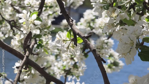 Extreme close up of white apple blossoms on branches with a blurred blue water background. Static shot.