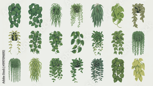 Collection of various hanging houseplants with green leaves on light gray background