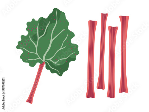 Rhubarb vector illustration set. Rhubarb leaf with stem and cut rhubarb stalks isolated on white background. Fresh garden vegetable for food blog, recipe, packaging, kitchen, flat botanical design