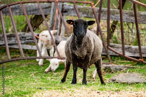 Fotografía A single black sheep looks straight at the camera while standing alone away from other animals