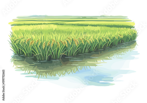 Lush green rice paddies with golden grains ready for harvest in tranquil water