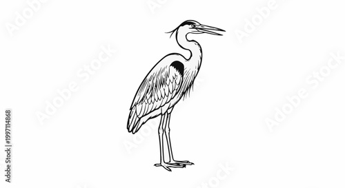A black and white line drawing of a heron standing on its long legs