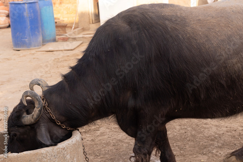 Domestic buffalo eating green fodder at a rural village