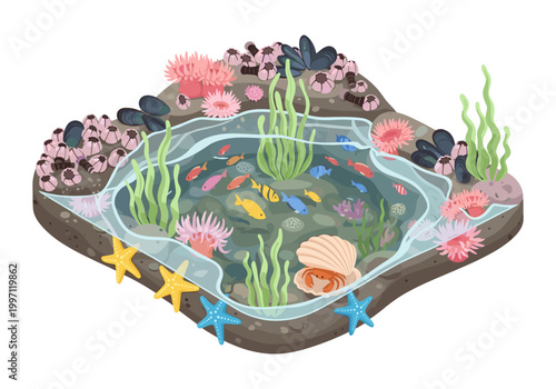 Charming illustration of a vibrant tide pool teeming with marine life and colorful fish