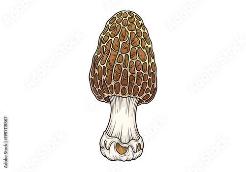 Detailed illustration of a single morel mushroom with its distinctive honeycomb cap
