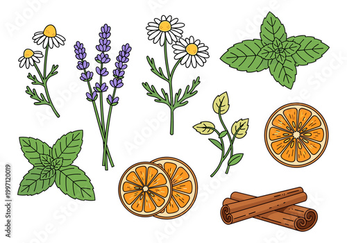 Collection of fresh herbs and spices for aromatherapy and cooking