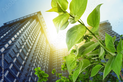Office building and green leaves on sunny day, selective focus
