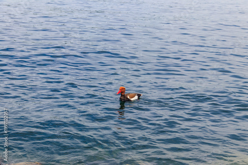 Red-crested pochard (Netta rufina) swimming in a lake
