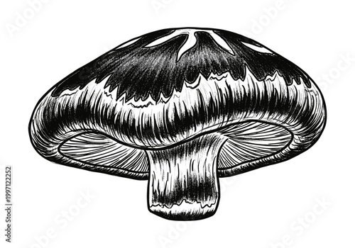 Detailed black and white illustration of a single mushroom with gills visible
