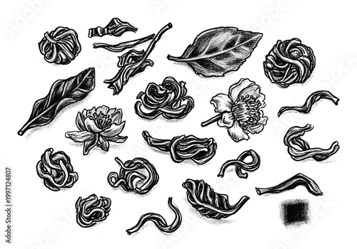 Collection of dried tea leaves and blossoms, hand-drawn in black and white