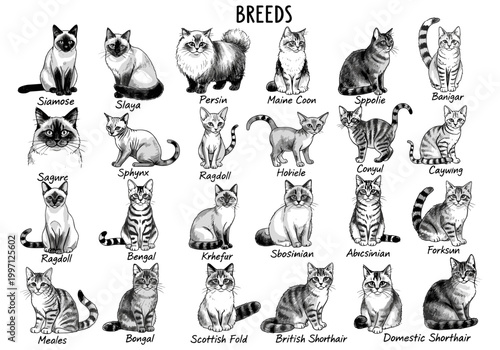 Collection of diverse cat breeds illustrated in a charming sketch style