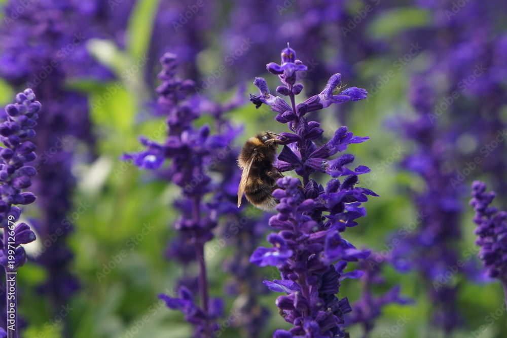 Obraz premium bee on lavender