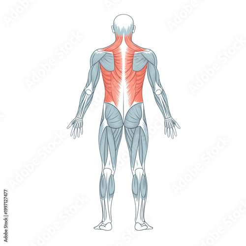 Human back muscular system anatomy vector illustration, posterior muscle groups diagram, medical fitness physical therapy chart