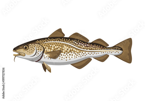 Illustration of a codfish with distinctive spots and barbels on a white background