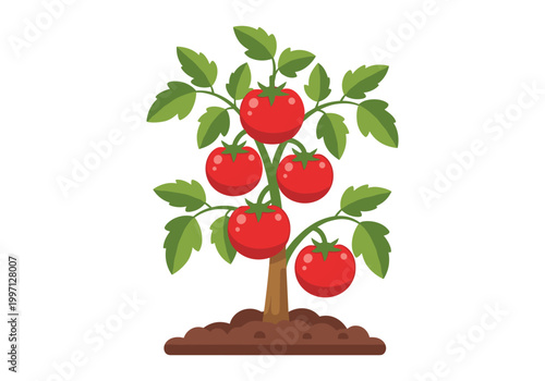 Healthy tomato plant with ripe red fruits growing in fertile soil