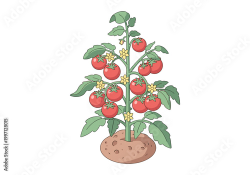 Healthy tomato plant with ripe red fruits and yellow flowers growing from soil