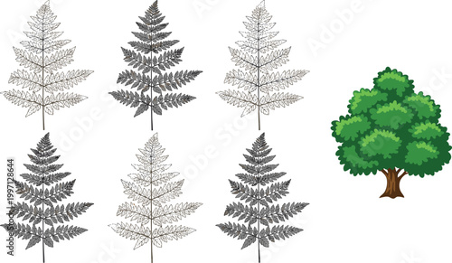 Botanical vector illustration set featuring detailed hand drawn fern leaf sketches and a lush green deciduous tree isolated for nature and forest design projects.