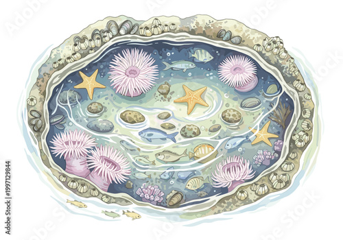 Vibrant tide pool ecosystem teeming with marine life and colorful anemones