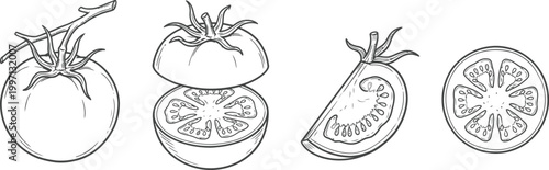 Hand-Drawn Vector Tomato Illustration Set with Whole, Sliced, and Cross-Section Views.eps