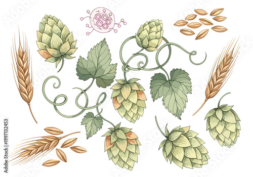 Brewing ingredients: hops and barley, with a stylized representation of yeast cells