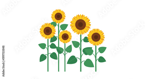 sunflowers with green leaves on white background