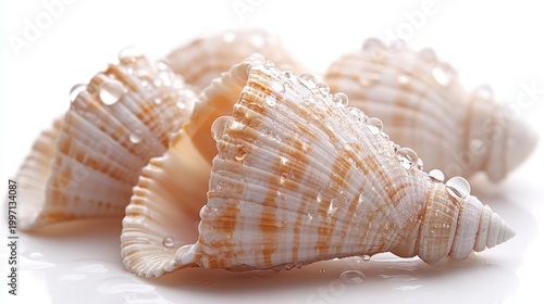 seashell isolated on white