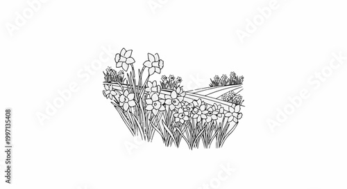 A field of daffodils in bloom