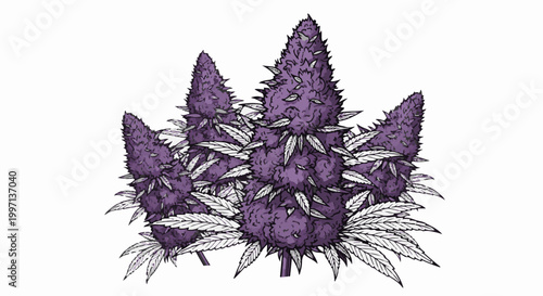 A cluster of fluffy purple buds with white leaves