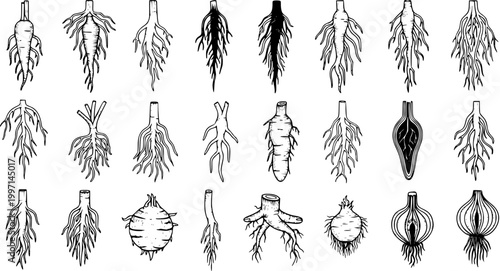 Foto Botanical illustration set of diverse plant root types and systems, including taproots, fibrous roots, tubers, bulbs, and rhizomes in a hand-drawn style