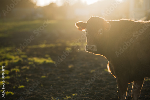 Tableau sur toile Backlit Brown Cow in Golden Sunset on Quiet Farm Field