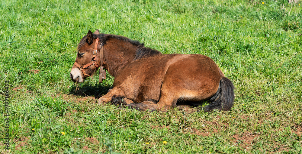 Naklejka premium Brown Pony Resting in Sunny Green Pasture