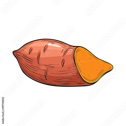 Hand drawn illustration of a ripe sweet potato cut in half showing its vibrant orange flesh