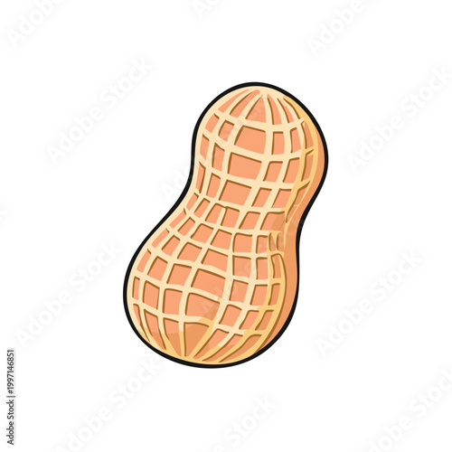 Peanut legume food illustration with detailed shell pattern and textured interior