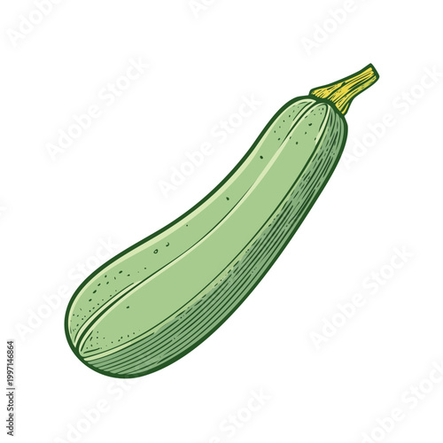 Fresh Green Zucchini Squash Vegetable Illustration Healthy Food Ingredient