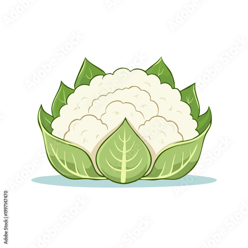 Isolated illustration of a healthy white cauliflower with vibrant green leaves, a wholesome and nutritious vegetable.