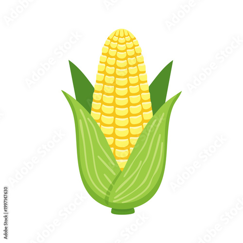 Ripe Yellow Corn Cob with Green Husk Leaves Agricultural Food Ingredient