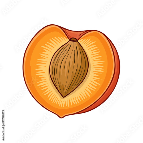Illustration of a halved ripe peach showing its core and flesh