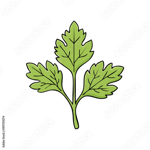 Fresh Green Parsley Herb Leaf with Serrated Edges and Veins