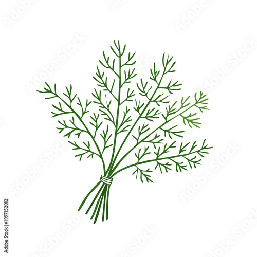 Hand drawn illustration of fresh green dill herb tied with string on white background