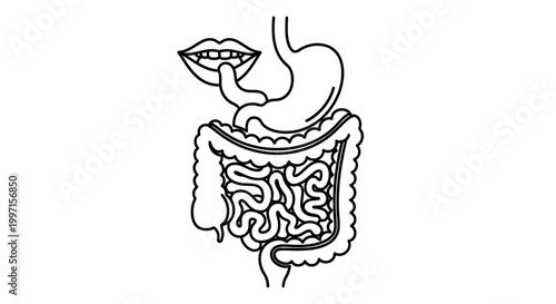 Digestive System Anatomy: Mouth, Stomach, Intestines - Medical Illustration