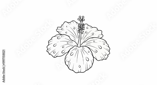 A line drawing of a hibiscus flower with dew drops on its petals
