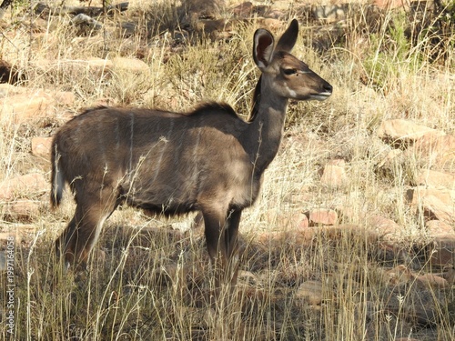 Female kudu