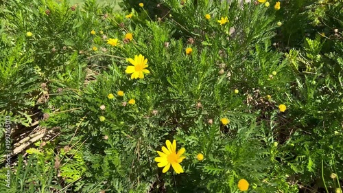 yellow dandelions in grass