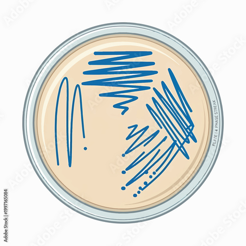 A petri dish with light agar displays a blue 4-phase streak pattern, illustrating a common microbiological technique for isolating bacterial colonies.