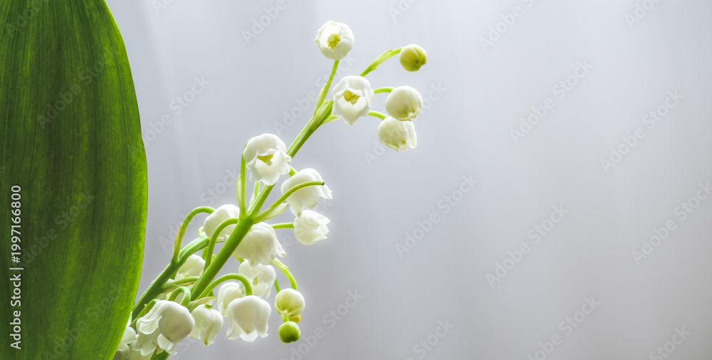 Fototapeta premium Muguet