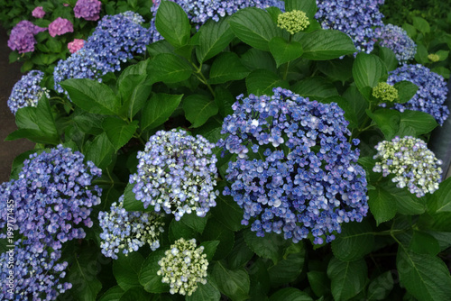 満開のあじさい