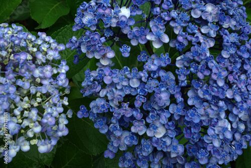 満開のあじさい