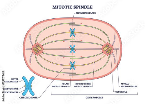 Cuadro en lienzo Mitotic spindle schematic showing chromosomes aligned at metaphase plate, kinetochore microtubules stretching between centrosomes, conveys orderly division mechanics