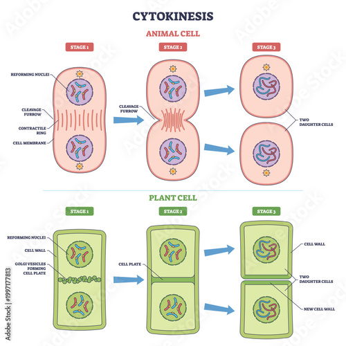 Cytokinesis cell division outline shows animal and plant stages, highlighting cleavage furrow, cell plate, and daughter cells. Outline diagram