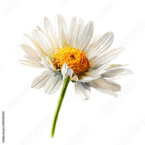 Chamomile Flower watercolor drawing vector, premium quality illustration on a clean white background.